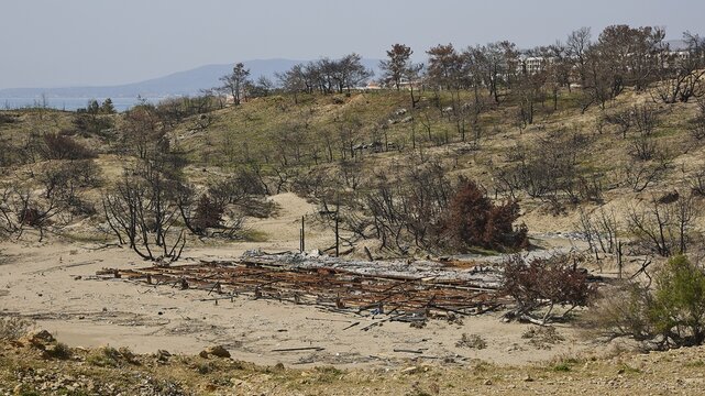 Burnt landscape with debris and bare trees, dry and brown, forest fires, summer 2023, forest fire damage, Lardos Beach, Rhodes, Dodecanese, Greek Islands, Greece