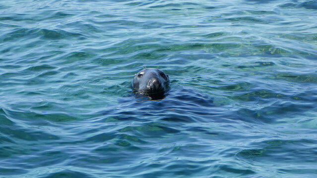 cute grey seal (halichoerus grypus) swimming in the clear blue water of the ocean looking at the camera