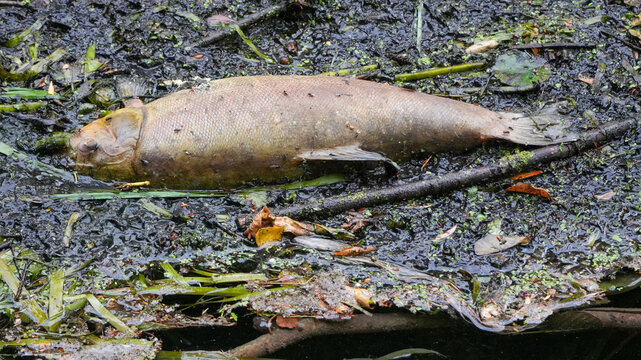 dead carp (cyprinus carpio) lying in the mud and debris of a dried out pond