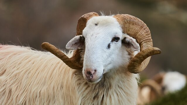 A sheep with twisted horns looks calmly into the camera, Kallikratis, Kallikratis Gorge, Sfakia, West Crete, Crete, Greek Islands, Greece