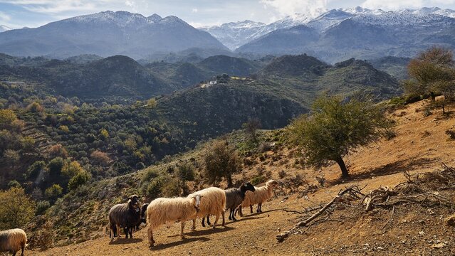 A flock of sheep passes through a rural mountain landscape with green hills and snow-capped mountains in the background, Lefka Ori, White Mountains, mountain massif, west, Crete, Greece