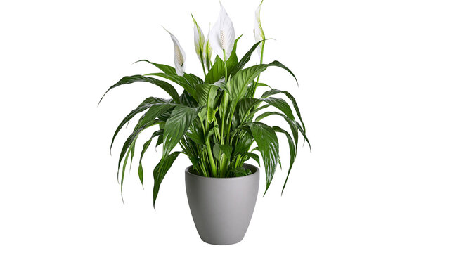 Lush green peace lily plant with white spathes in a grey pot, isolated on transparent background