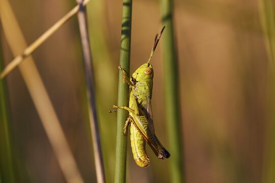 Close-up of a green grasshopper (locusta) climbing on a plant, Strofilia biotope, wetlands, Kalogria, Peloponnese, Greece