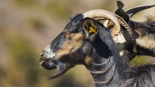 Black goat in profile with conspicuous horns in nature, goat (s), free-range, central north of the island, mountains, Karpathos, Dodecanese, Greek Islands, Greece