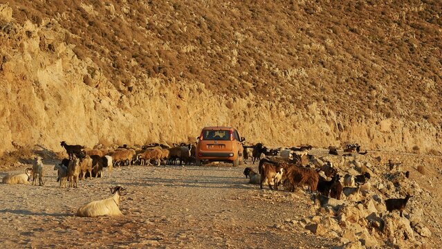 Goats blocking a dusty road in a rocky landscape in the light of the rising sun, sheep (e) or goat (n), ovis, caprae, Crete, Greek Islands, Greece