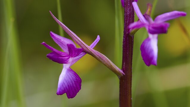 Macro shot, two purple flowers, one out of focus, background green and out of focus, Alikes Lefkimis, wetlands in the southeast, Corfu Island, Ionian Islands, Greece