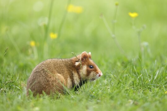 European hamster (Cricetus cricetus) in a meadow, wildlife, Austria