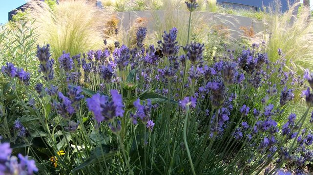 Insects on lavender in summer