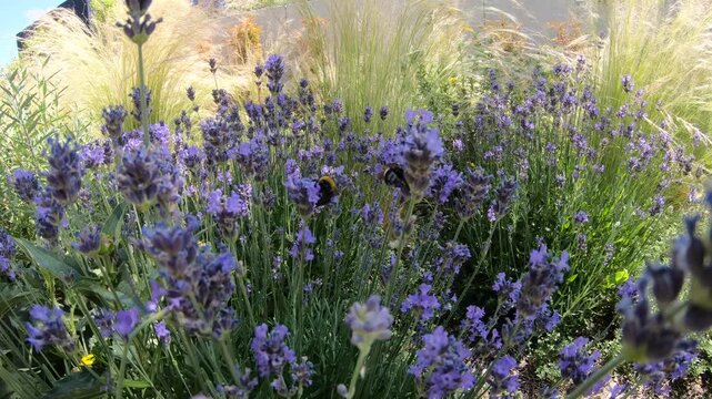 Insects on lavender in summer