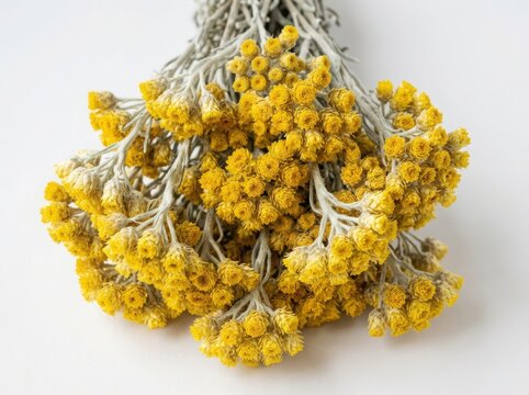 A beautiful bouquet of dried yellow helichrysum flowers for home decoration and rustic style interior design isolated on white background