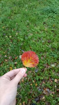 Autumn leaves in the grass. Hand holding bright red and yellow autumn leaf over green grass. Early autumn concept, changing seasons, foliage closeup.
