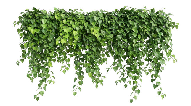 creeper plants on transparent background, 3D rendering, for illustration, digital composition and architecture visualization
