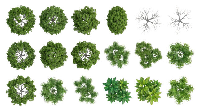 set of trees rendered from the top view, 3D illustration, for digital composition, illustration, 2D plans, architecture visualization