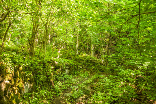 Lussureggiante sentiero nel bosco in montagna
