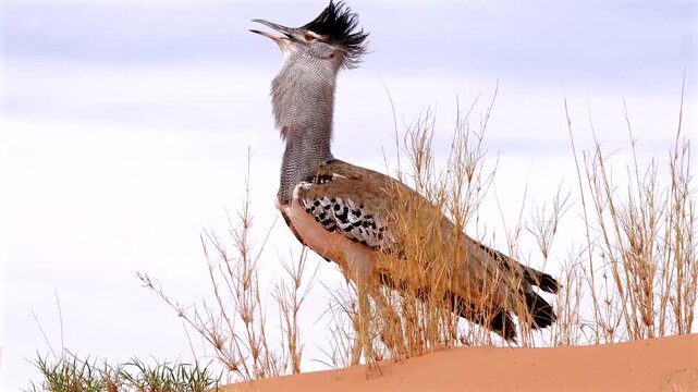 kori bustard male, Ardeotis kori, walking proudly over Kalahari dune 038