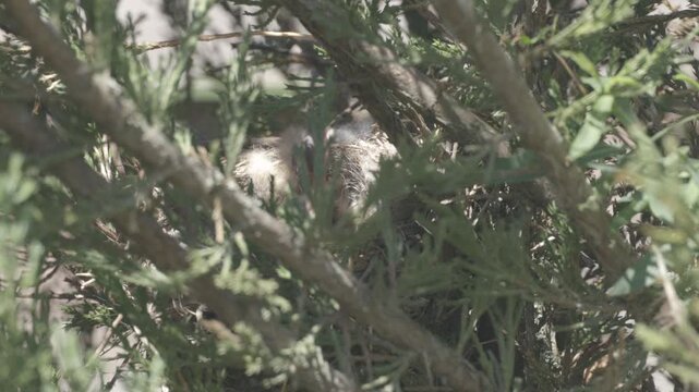 A newly hatched linnet chick (Linaria cannabina) in the nest. The chick demands food. Canon Log without color correction.