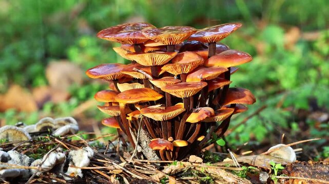 Armillaria Mushrooms Growing on Woodland Floor in Rainfall Slow Motion. Wild Honey Fungus Cluster in Rain Autumn Forest Close Up. Edible Mushroom in Forest. Nature Vertical Video