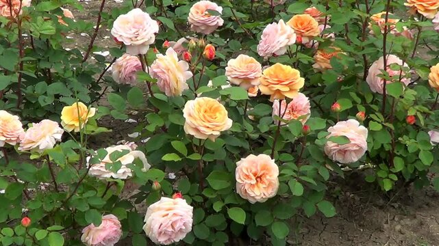 Pink roses, Rose garden in University botanic garden, Saints Constantine and Helena resort, Bulgaria.