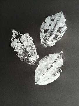 White leaf prints on black paper textured botanical monoprint art and nature study