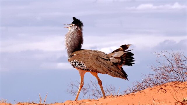 kori bustard male, Ardeotis kori, walking proudly over Kalahari dune 044