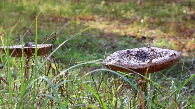 Wild Woodland Mushrooms in Wet Grass Cinematic Slow Motion. Autumn Forest Brown Parasol Mushrooms Under Rain Macro Nature Video