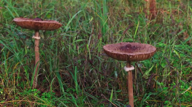 Brown Wild Mushroom Growing During Rainfall Slow Motion. Rain Drops Falling on Wild Forest Mushroom Macrolepiota procera Cinematic Video