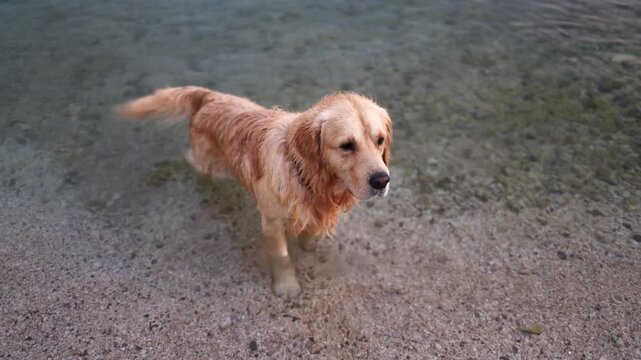 Horizontal video of a beautiful golden retriever swimming in the transparent turquoise cold sea.