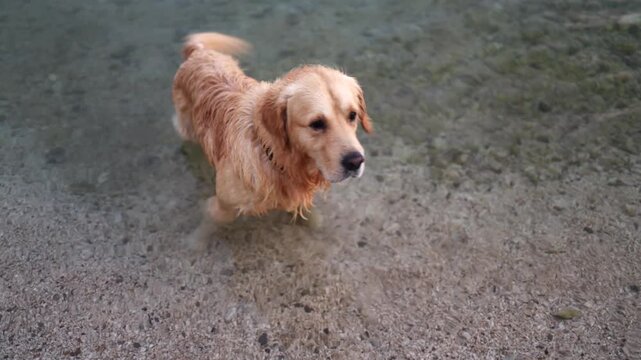 Horizontal video of a beautiful golden retriever swimming in the transparent turquoise cold sea.