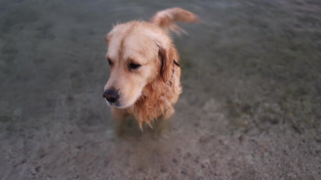 Horizontal video of a beautiful golden retriever swimming in the transparent turquoise cold sea.