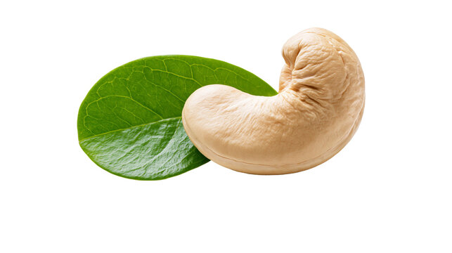 Single cashew nut with a vibrant green leaf, isolated on transparent background