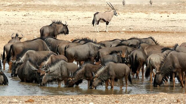 herd of wildebeest, Connochaetes taurinus, at waterhole, drinking 498
