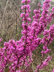 Obraz premium Beautiful pink Cercis or Eastern Redbud flowers blooming on a tree branch in early spring park close-up.