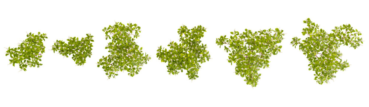 Collection of Clethra plants on transparent background from the top view