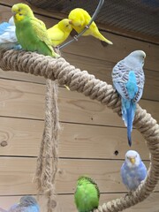 Obraz premium parrots
