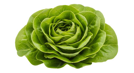 Fototapeta premium Fresh green lettuce, leafy vegetable, healthy food, salad ingredient, organic produce isolated PNG with Transparent Background