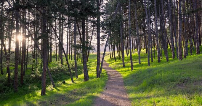 Forest path through pine tree woods with sunlight streaming through the trees