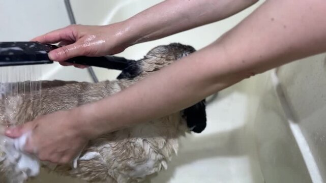 Close-up video of a cute pug dog getting a bath at a professional grooming salon. Hands of a groomer washing the puppy's wet fur under running water from a shower head in a white tub.
