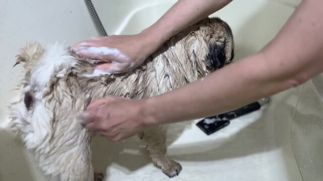 Step-by-step pet grooming process: washing a small fawn pug in a white tub. Close-up video of the puppy's wet fur being rinsed with water from a flexible shower head.