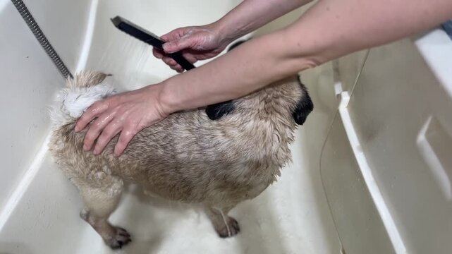 High-quality stock footage of a fawn pug dog being bathed by a groomer in a bright white bathtub. Calm pet standing still during a professional washing and grooming process.