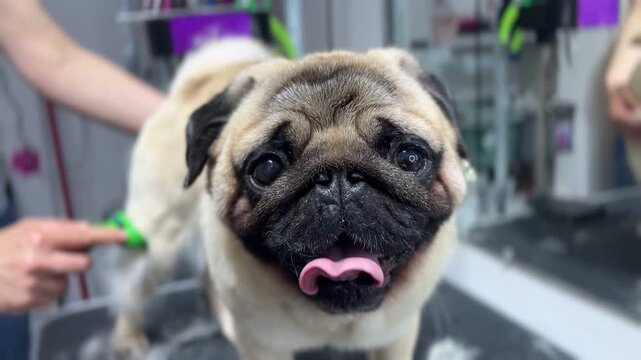 Close-up shot of a fawn pug being combed with a green undercoat trimmer in a salon. Dog care video clip demonstrating seasonal shedding maintenance and coat brushing.