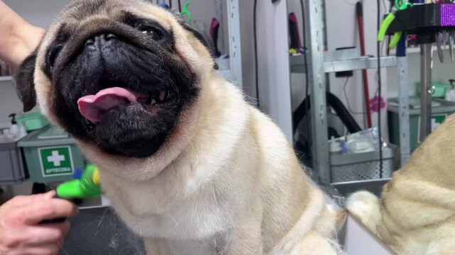 Useful grooming video of a small pug dog getting a professional brush-out. Specialist using a de-shedding comb to gently strip dead hair and groom the short-haired pet.