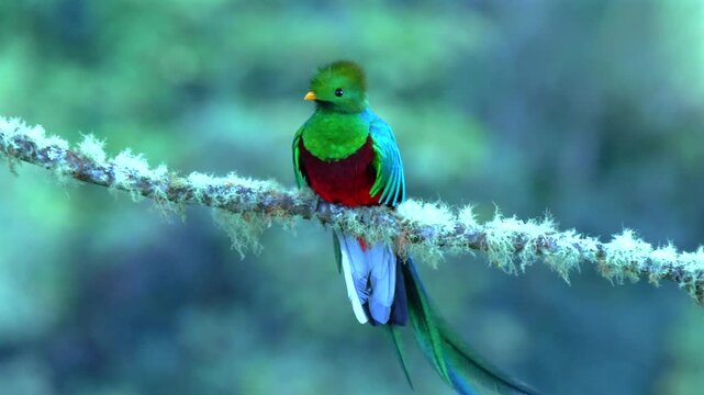 resplendent quetzal male, Pharomachrus mocinna, on lichens covered branch, close