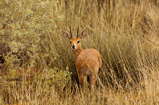 Wet lone male Steenbok in Kalahari Habitat 17314