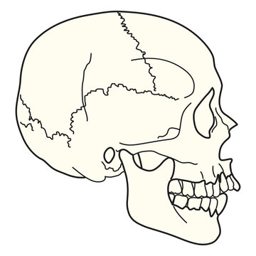 Medical illustration skull side view
