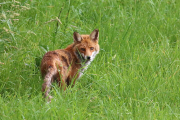 Fototapeta premium Rotfuchs / Red fox / Vulpes vulpes