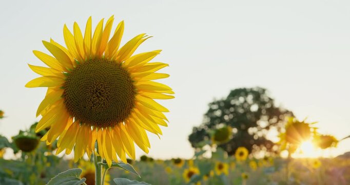 Field of blooming sunflowers in agricultural field during sunset