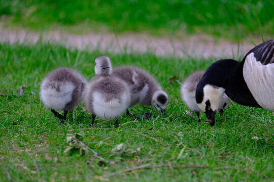 Fluffy gosling in Helsinki, Finland