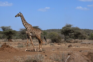 giraffe tall African mammal belonging to the genus Giraffa. Specifically, It is an even-toed ungulate. It is the tallest living terrestrial animal and the largest ruminant on Earth © Michaela Holubová