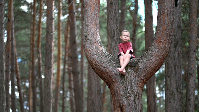 Little boy relaxes peacefully on a tree branch in a pine forest, looking at the camera. Calm and serene childhood moment in nature.