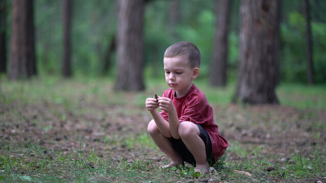 Little boy in red shirt collects and discards pinecones in green woodland. He squats on the forest ground, holds a cone and stares directly with focused expression.